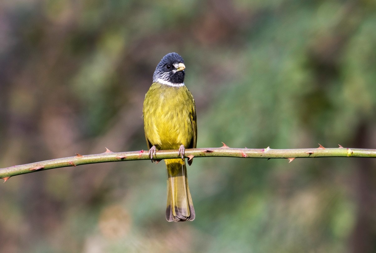 领雀嘴鹎（一）