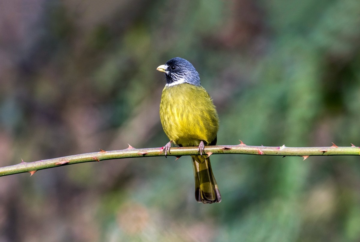 领雀嘴鹎（一）