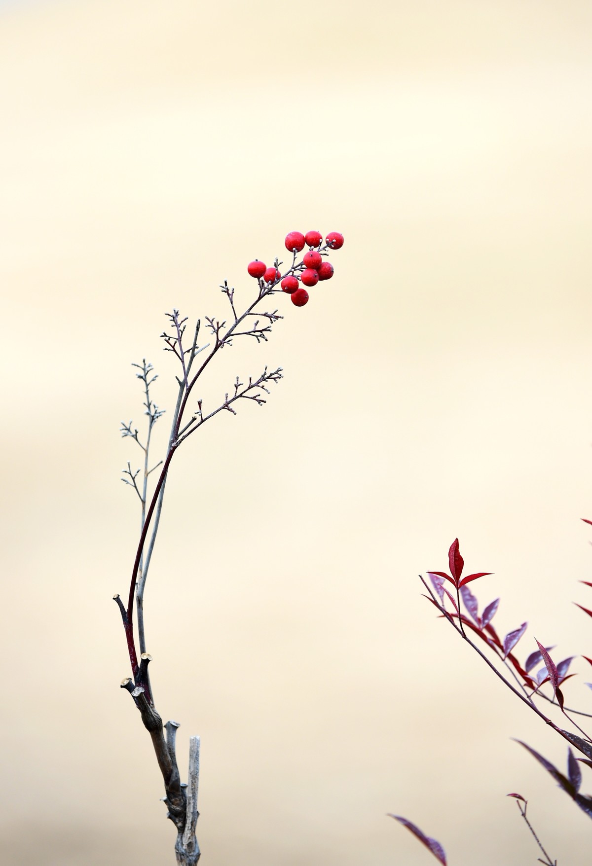 【南天竹】闲情悠然 冬日惊艳（Ⅱ）