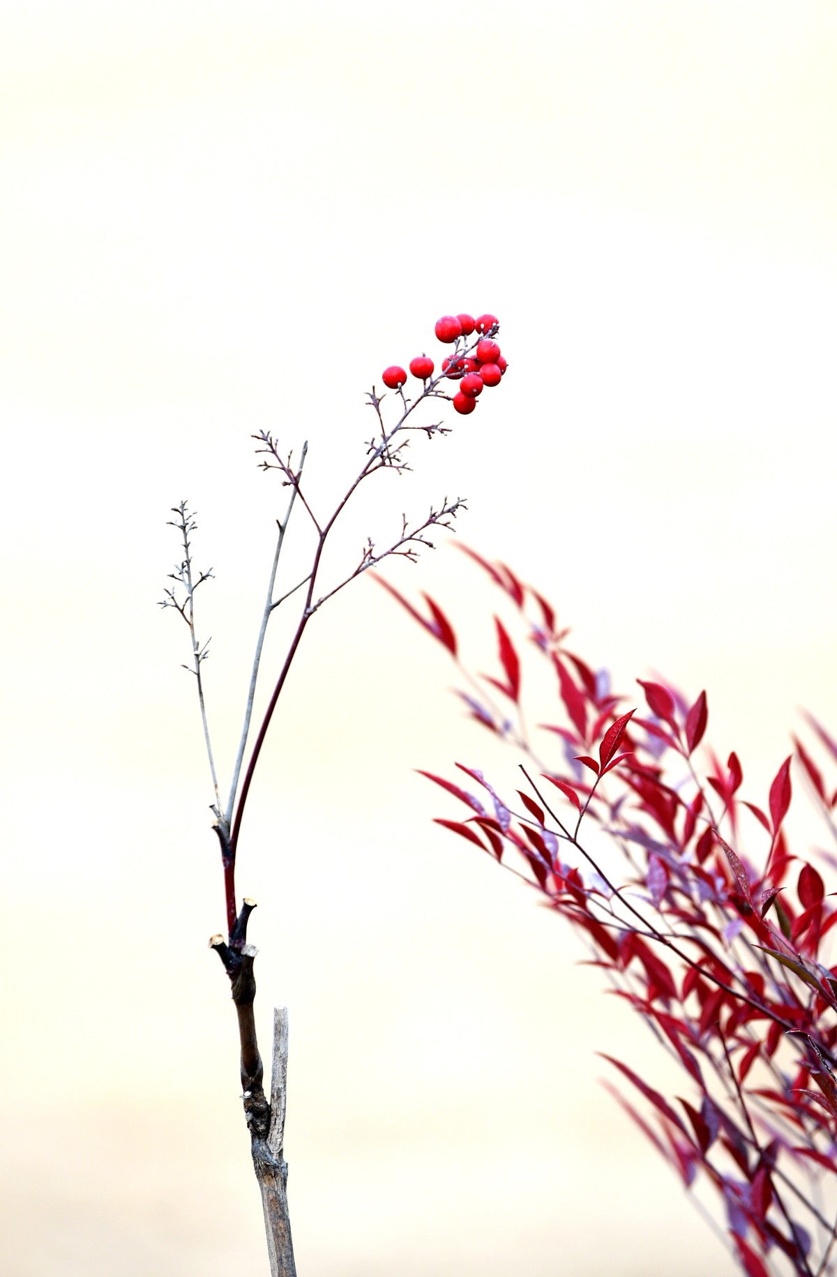 【南天竹】闲情悠然 冬日惊艳（Ⅱ）