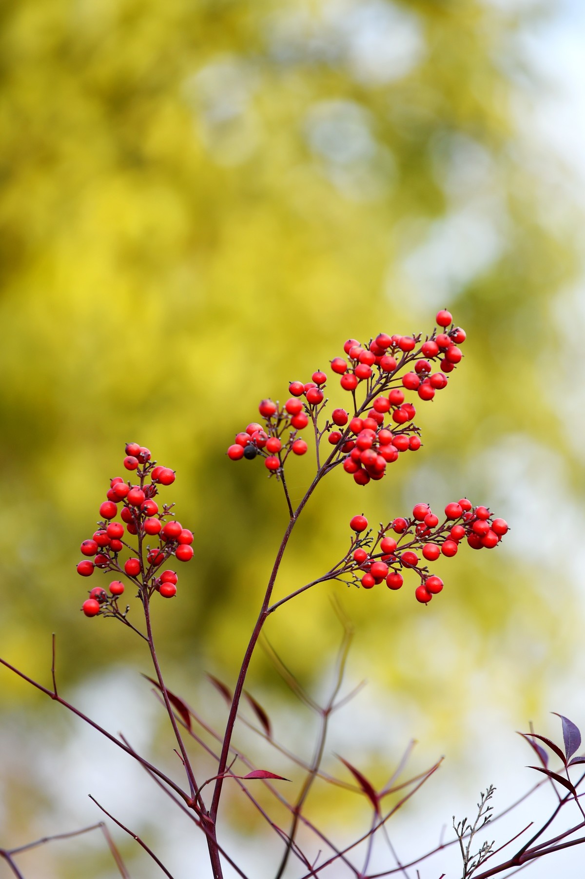 【南天竹】闲情悠然 冬日惊艳（Ⅱ）
