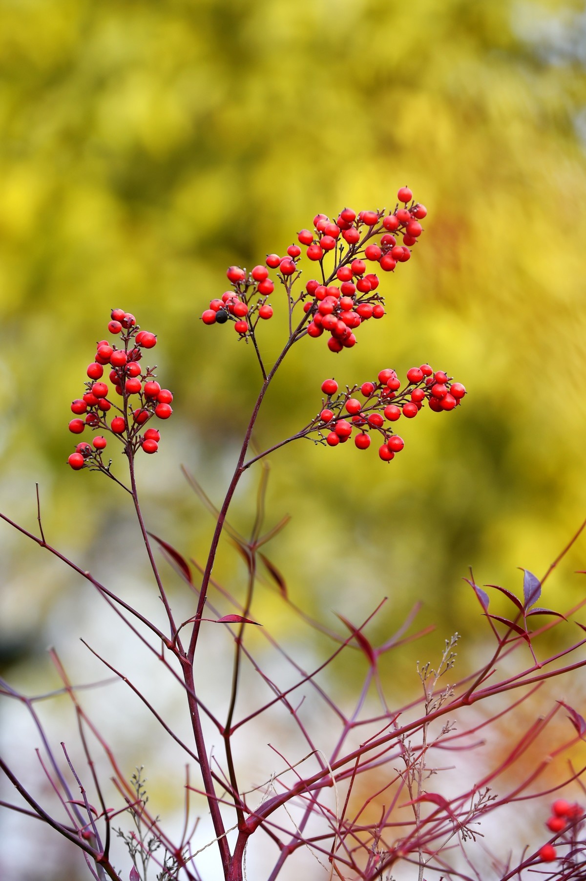 【南天竹】闲情悠然 冬日惊艳（Ⅱ）