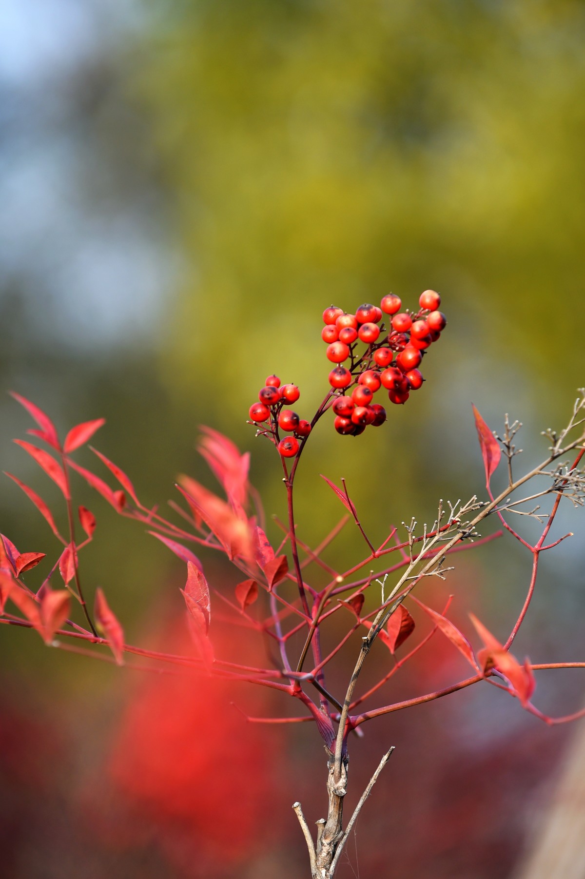 【南天竹】闲情悠然 冬日惊艳（Ⅱ）