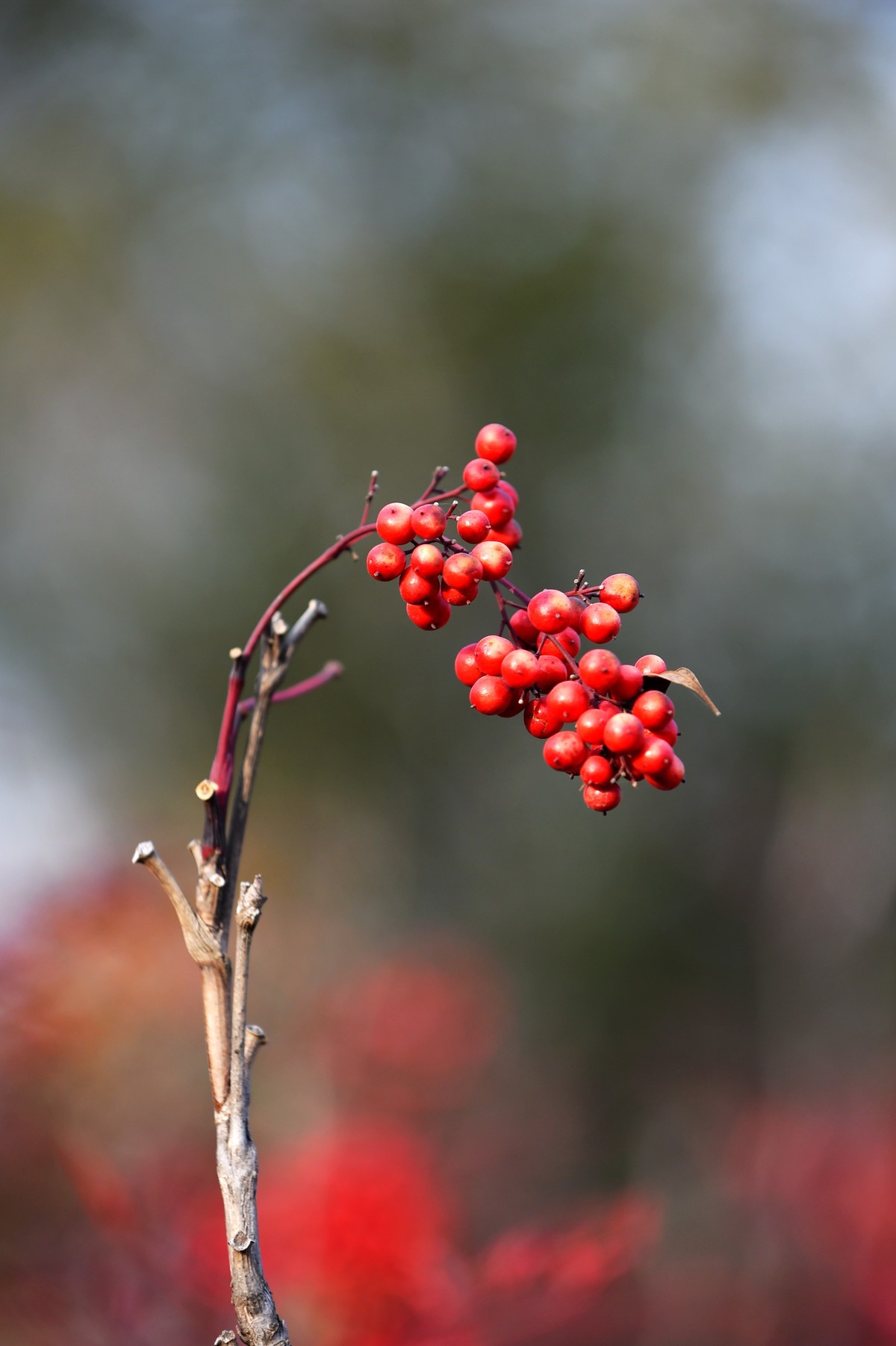 【南天竹】闲情悠然 冬日惊艳（Ⅱ）