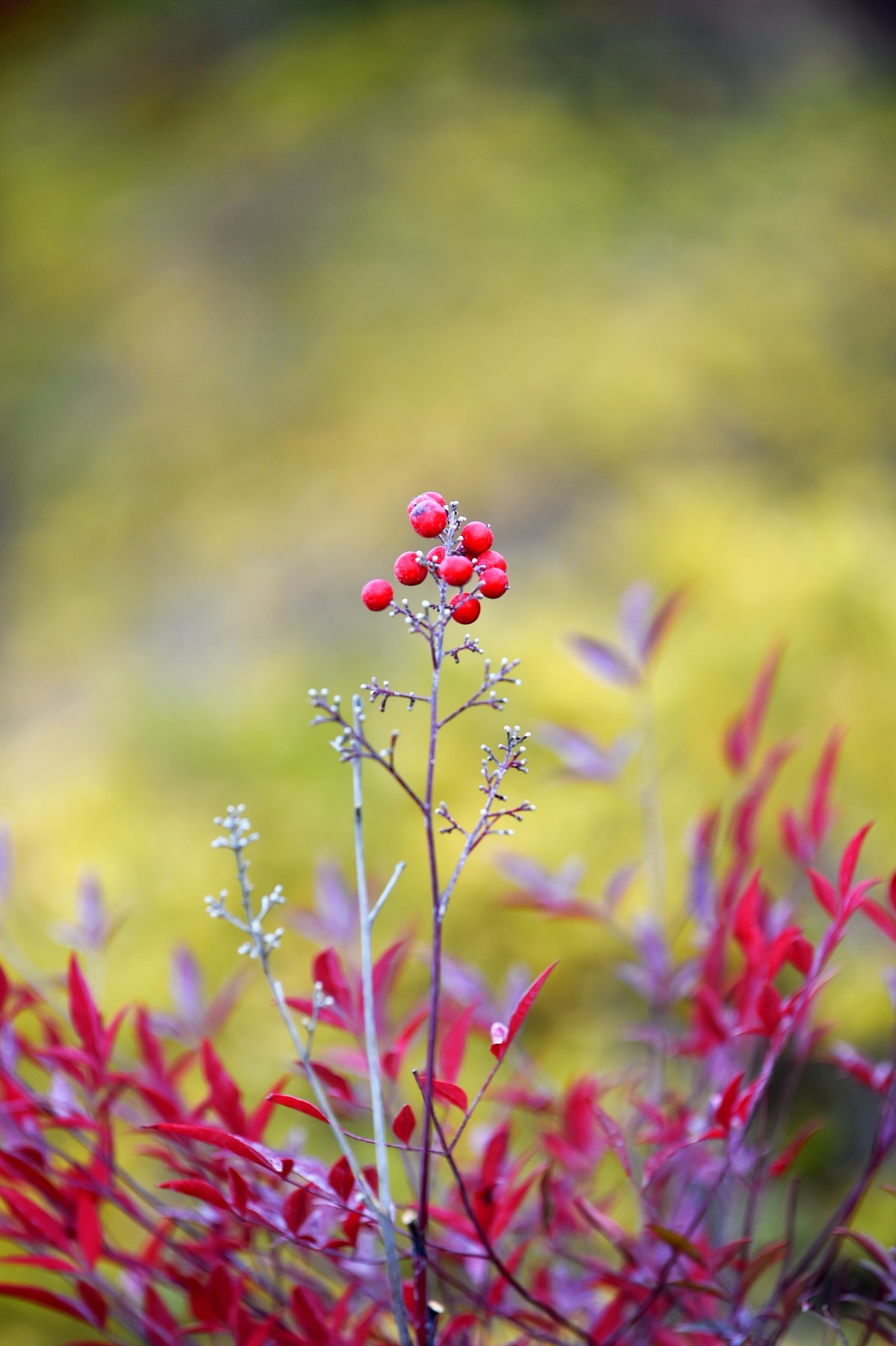 【南天竹】闲情悠然 冬日惊艳（Ⅱ）