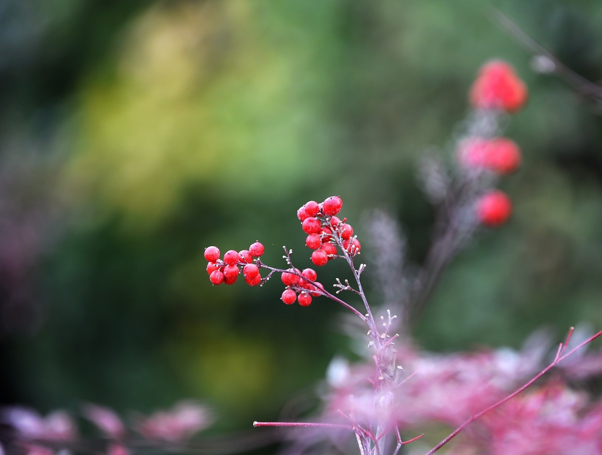 【南天竹】闲情悠然 冬日惊艳（Ⅱ）