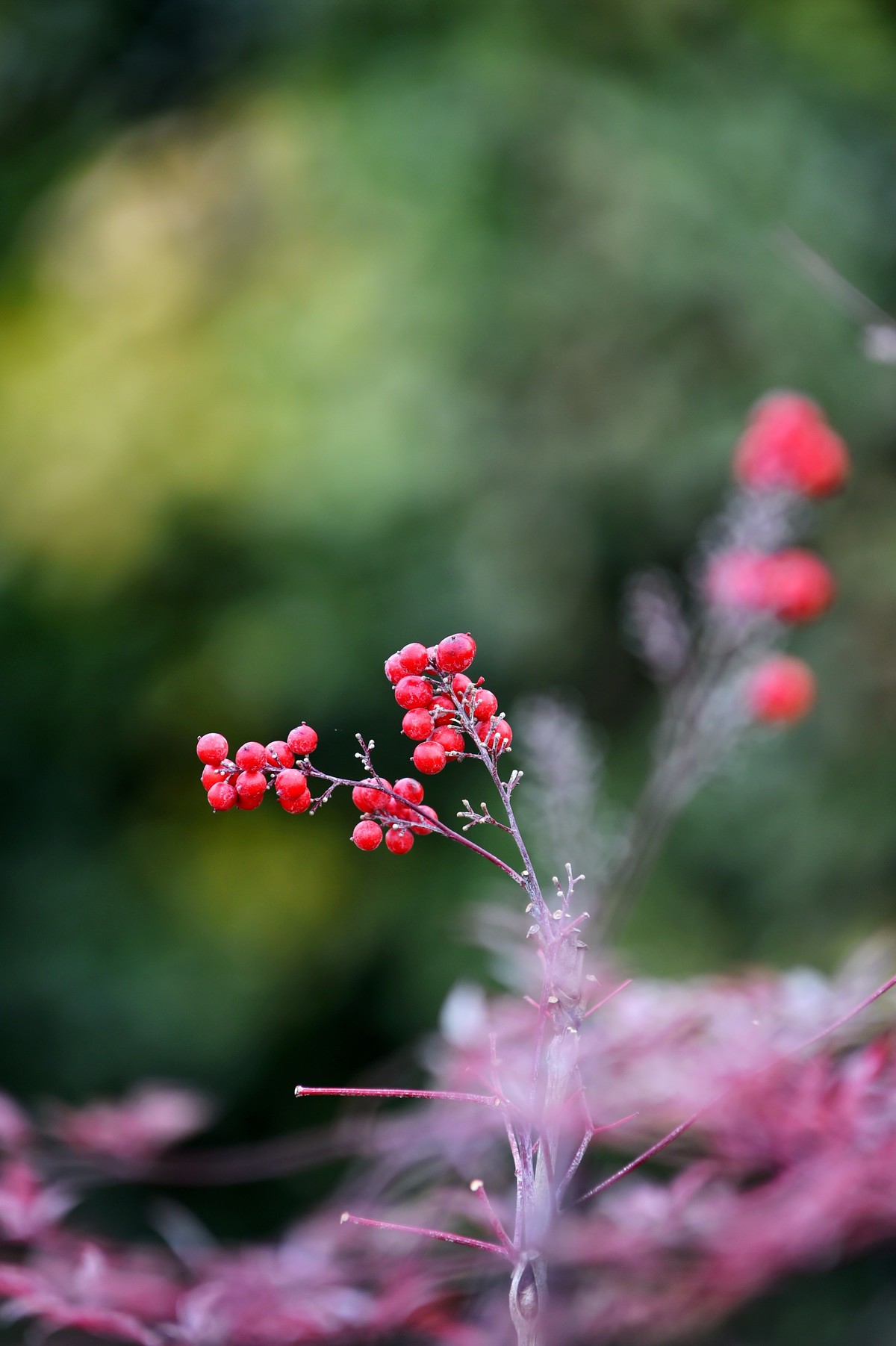 【南天竹】闲情悠然 冬日惊艳（Ⅱ）