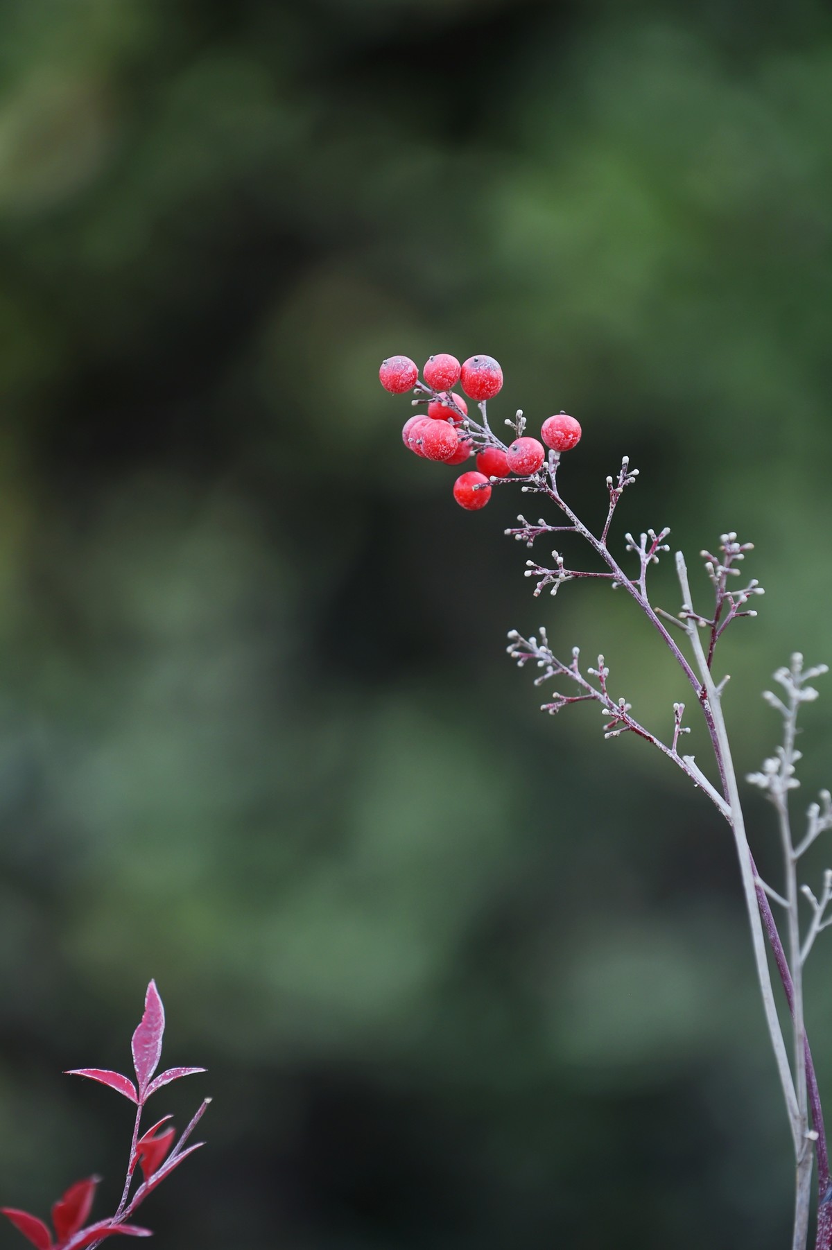 【南天竹】闲情悠然 冬日惊艳（Ⅱ）