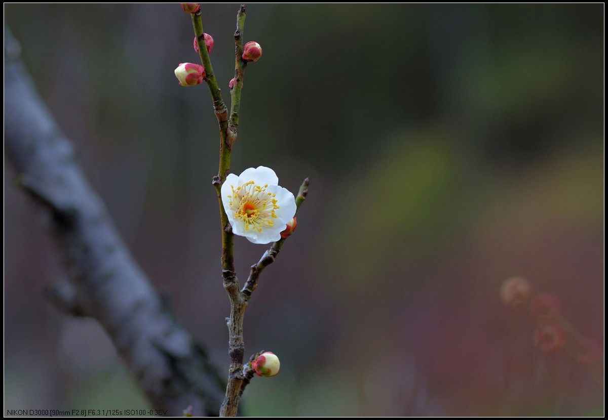 梅花