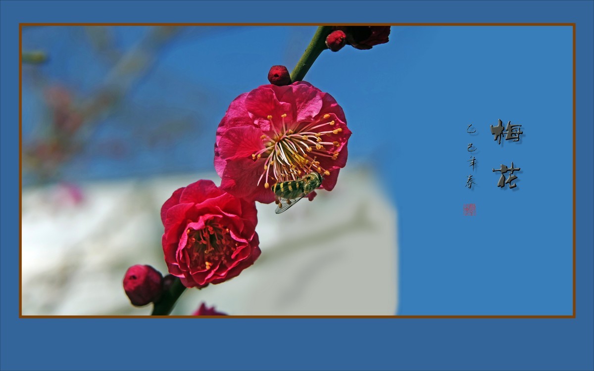 枝头飘香的俏梅花