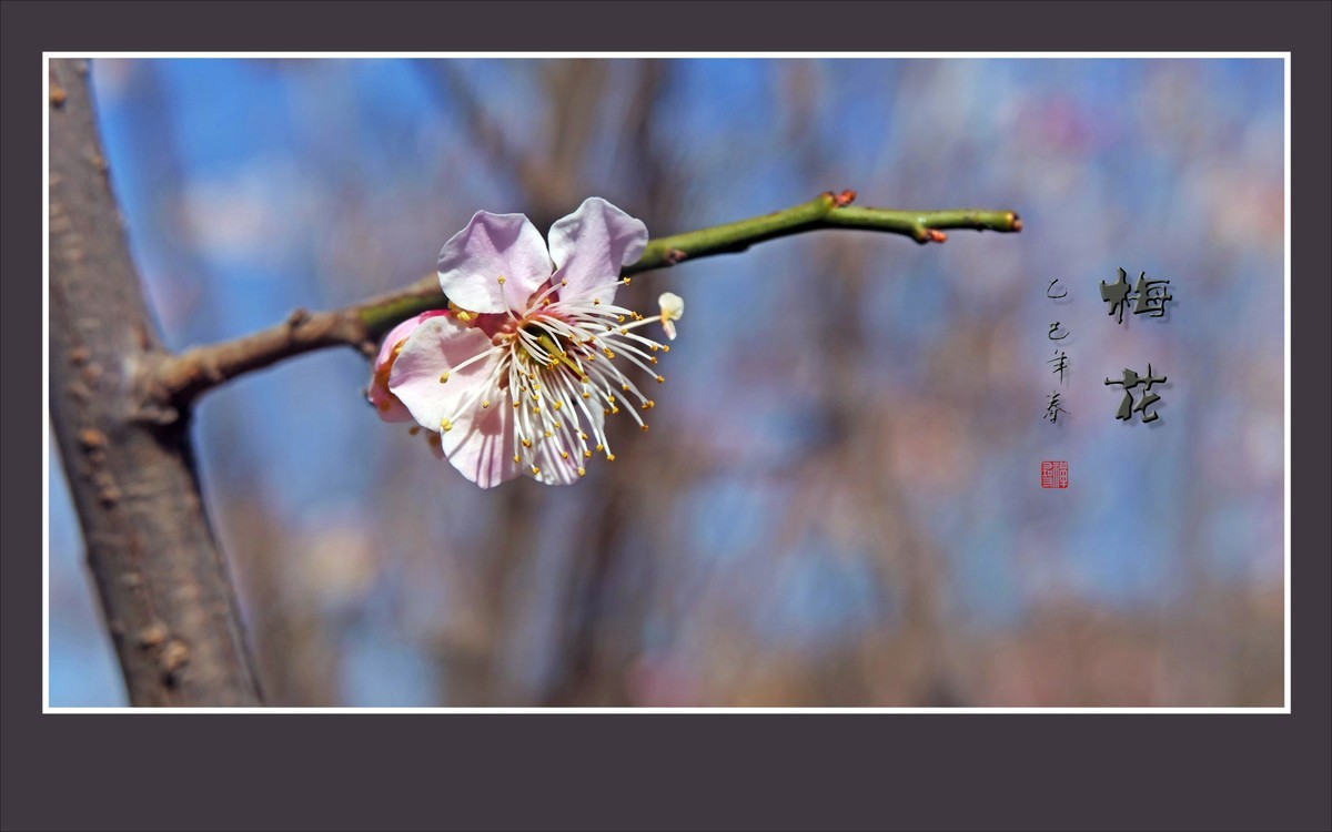 枝头飘香的俏梅花