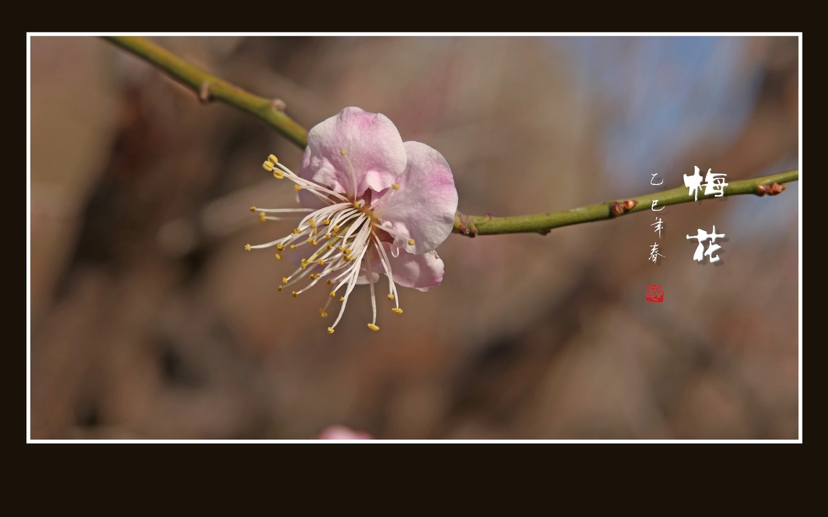 枝头飘香的俏梅花
