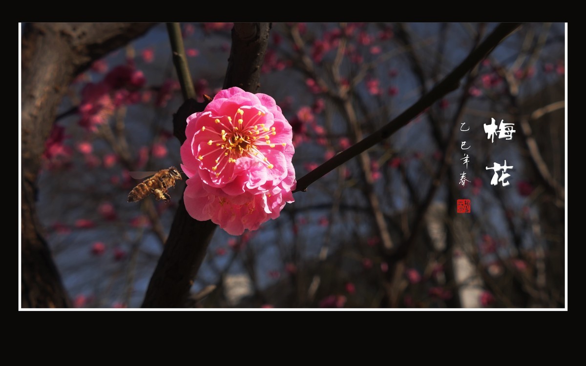 枝头飘香的俏梅花