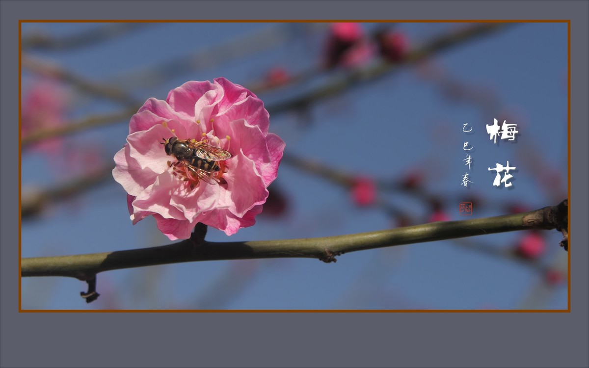 枝头飘香的俏梅花