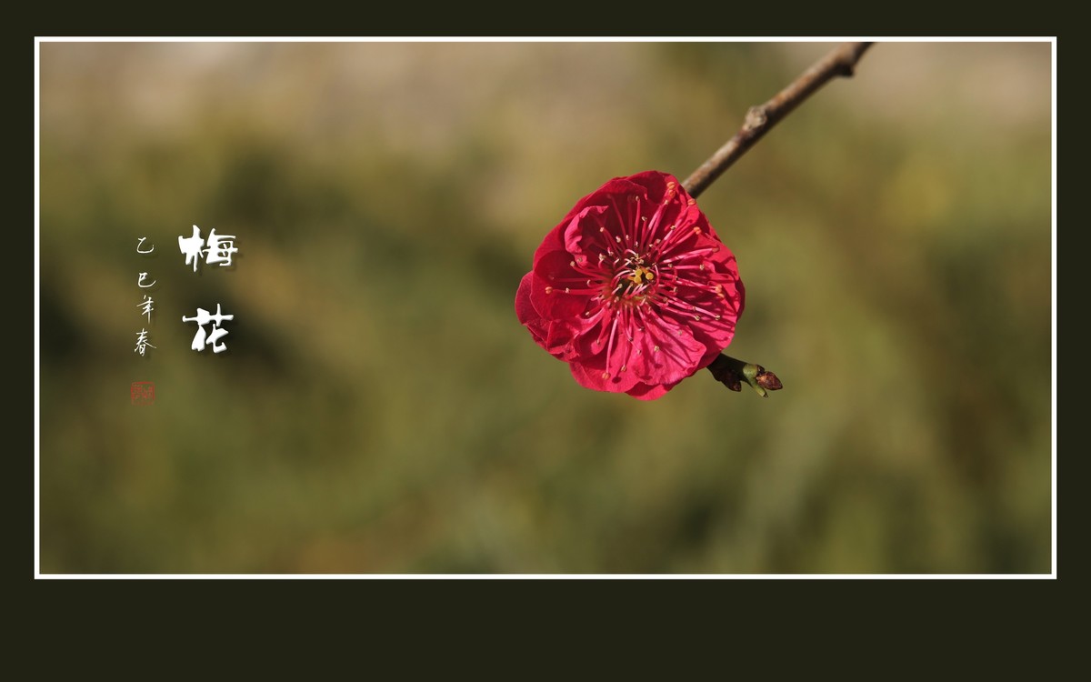 枝头飘香的俏梅花