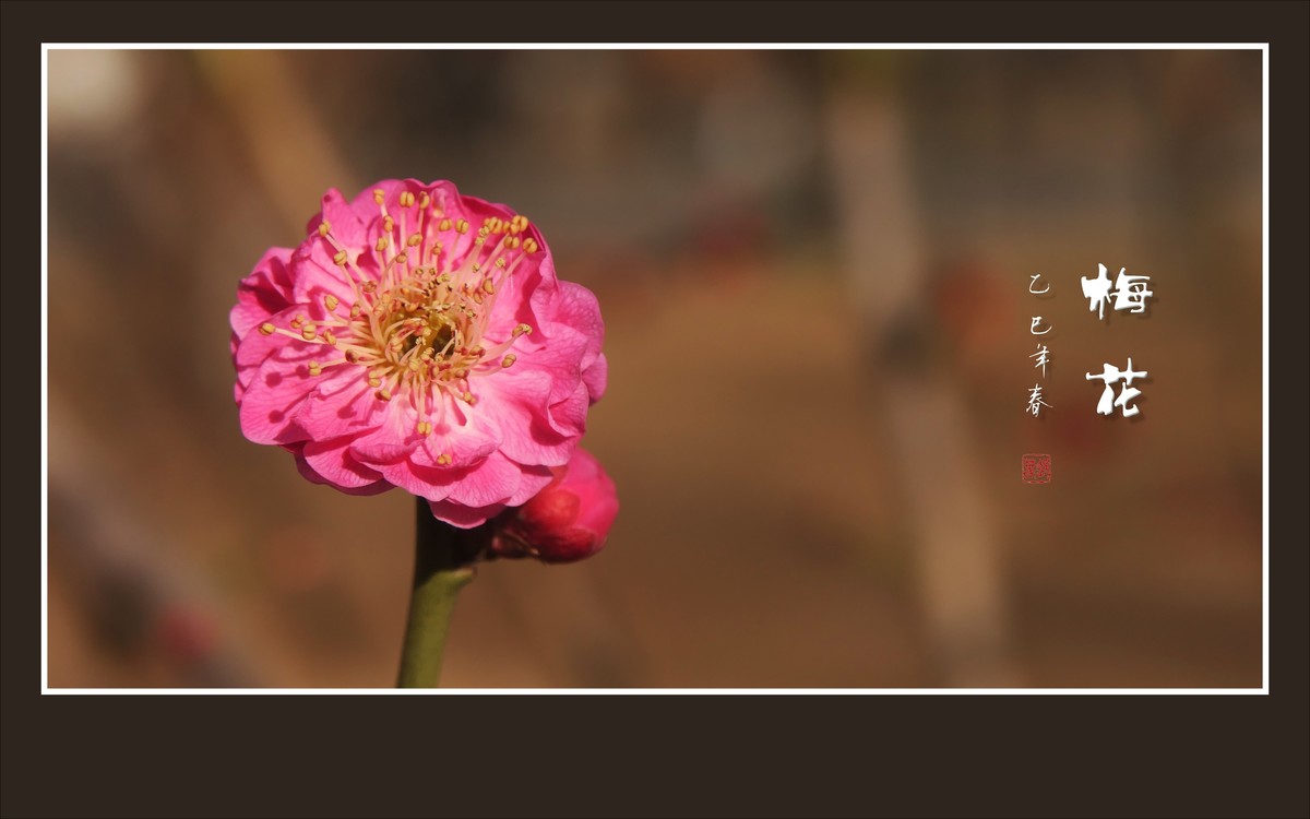 枝头飘香的俏梅花