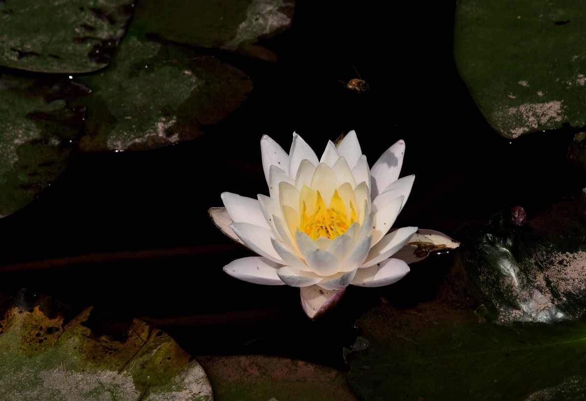 邛海国家湿地公园——烟雨鹭洲【上】