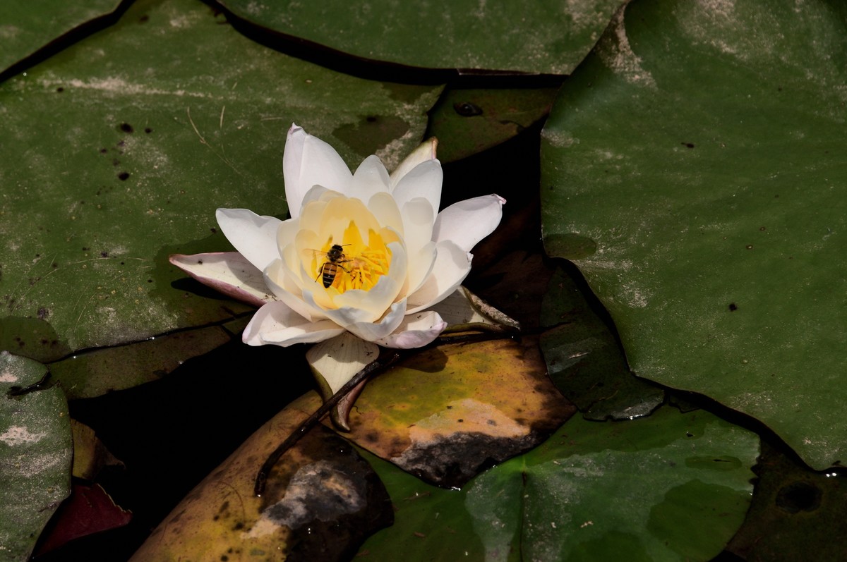 邛海国家湿地公园——烟雨鹭洲【上】