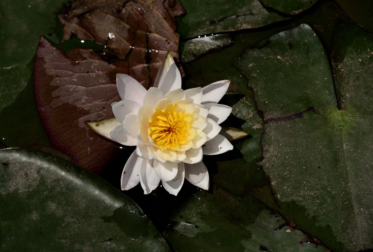 邛海国家湿地公园——烟雨鹭洲【上】