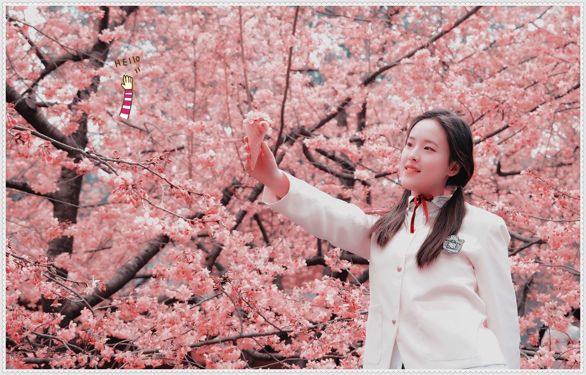 与春天最浪漫的樱花一场约会