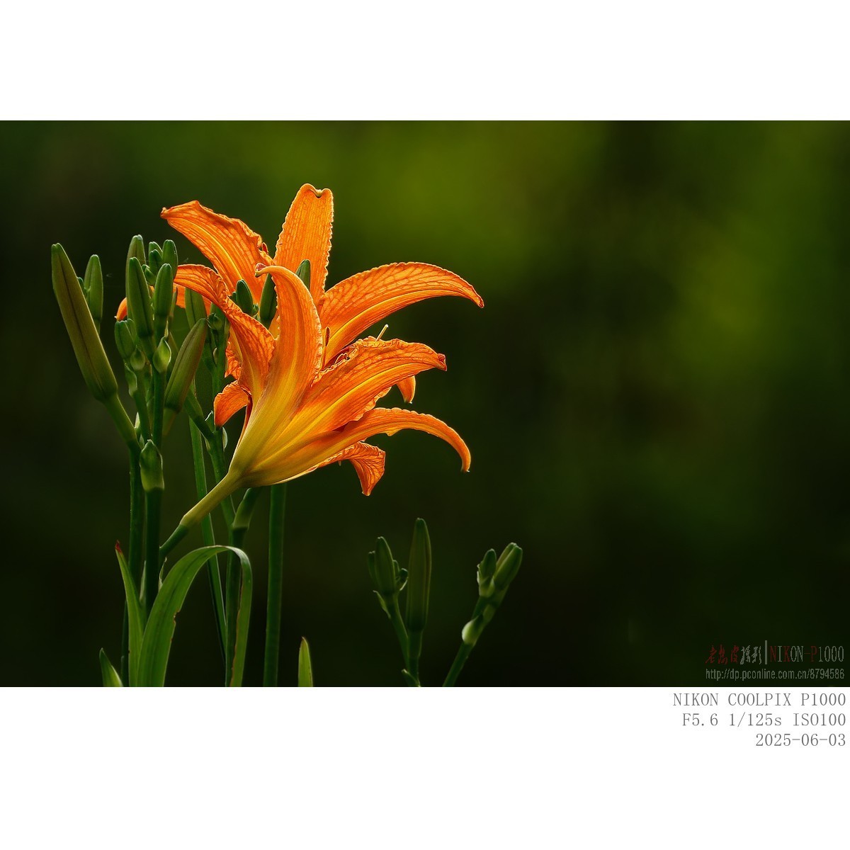 萱草、初荷、青蛙