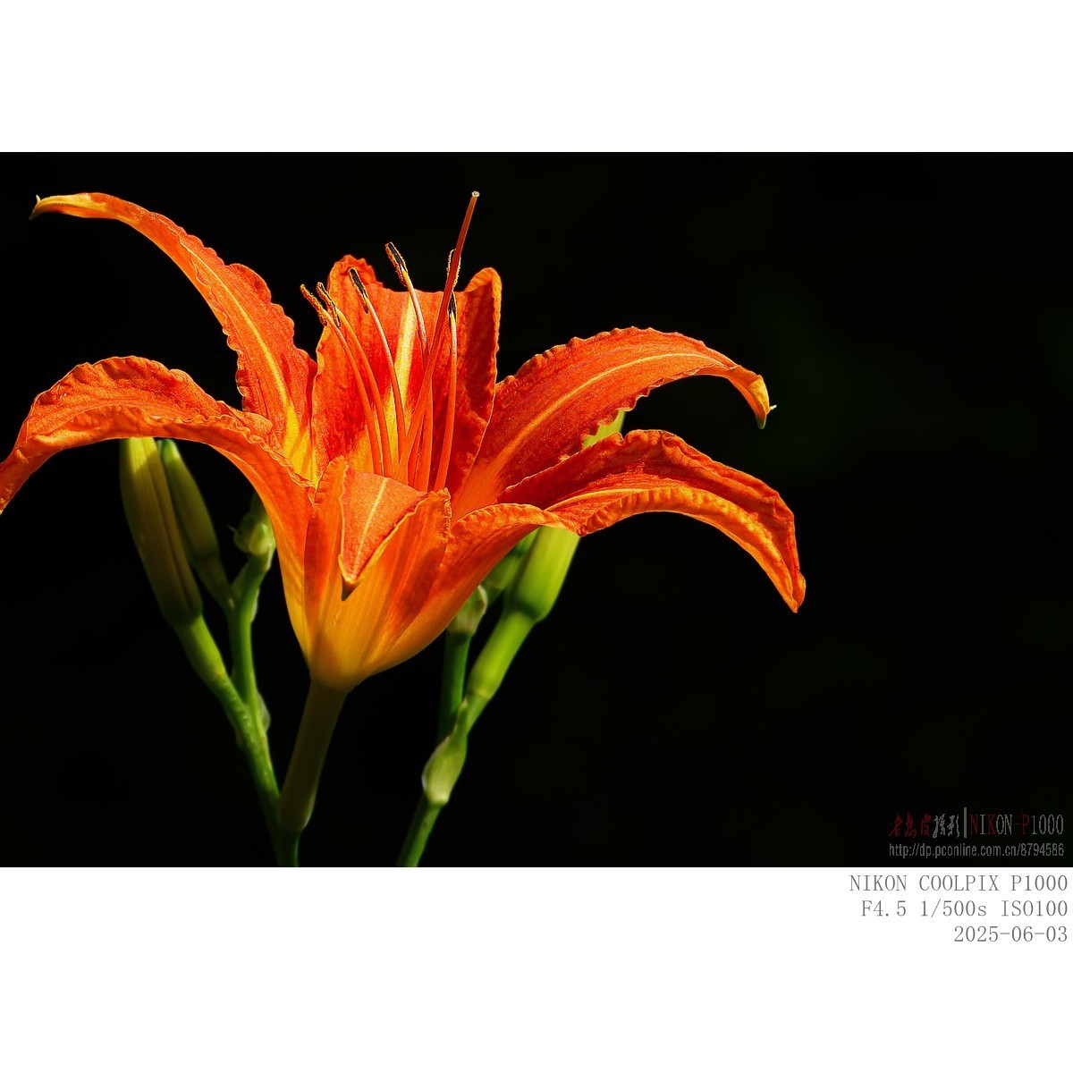 萱草、初荷、青蛙