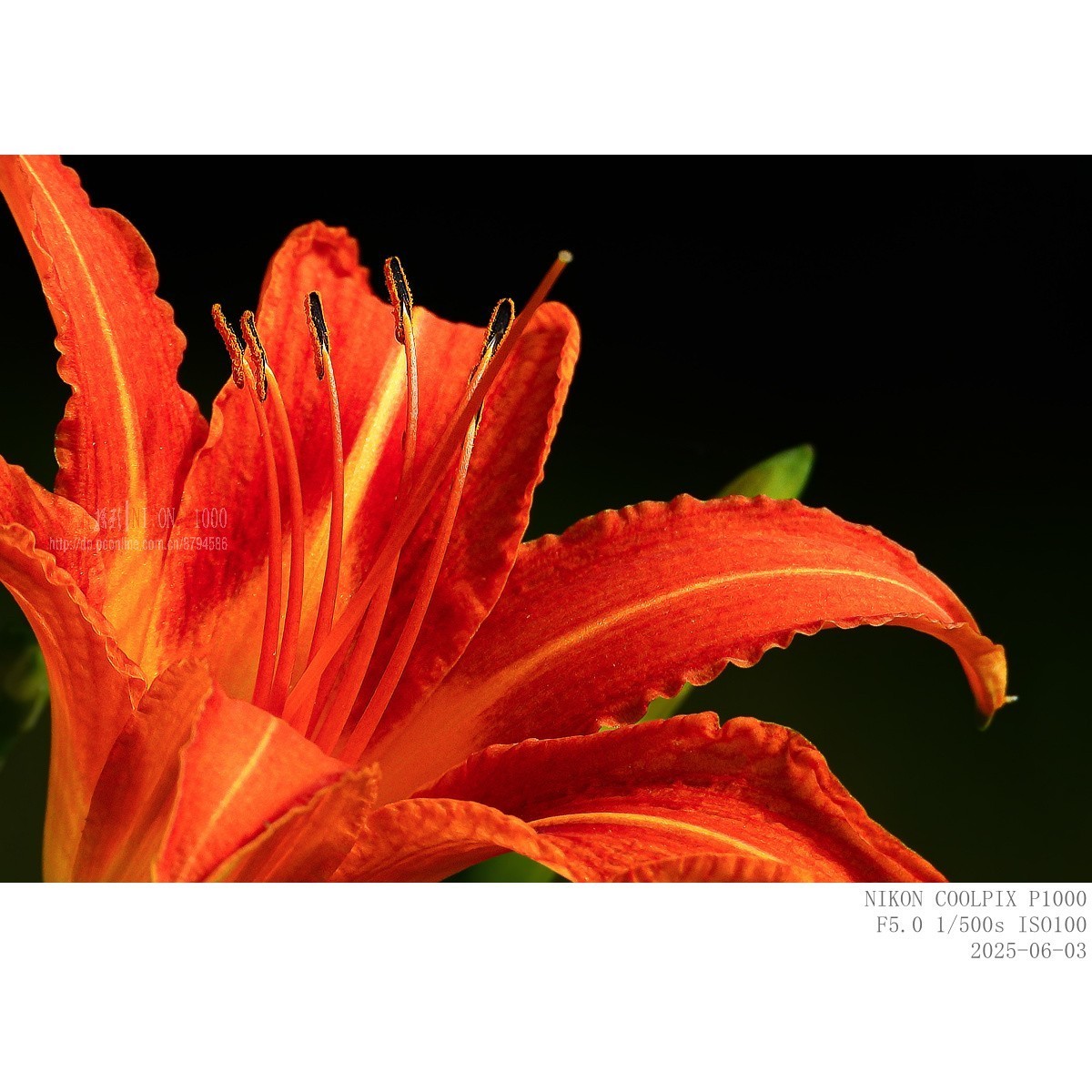 萱草、初荷、青蛙