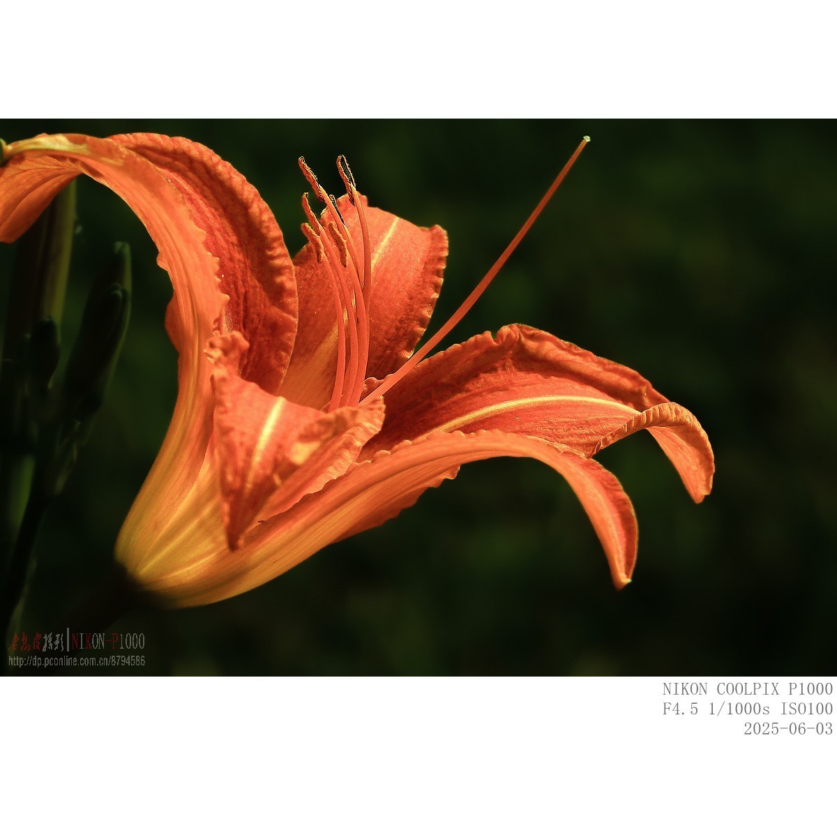 萱草、初荷、青蛙