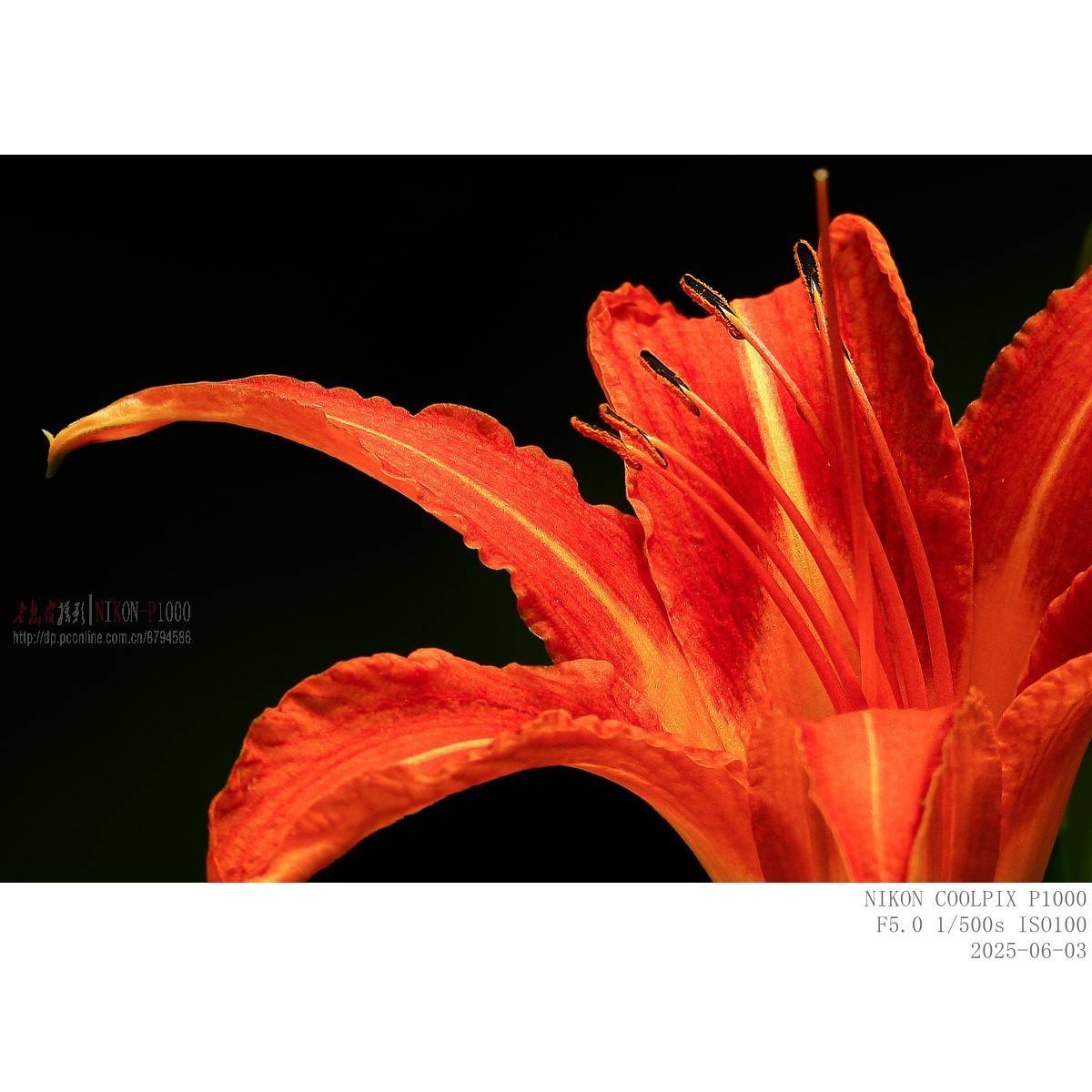 萱草、初荷、青蛙