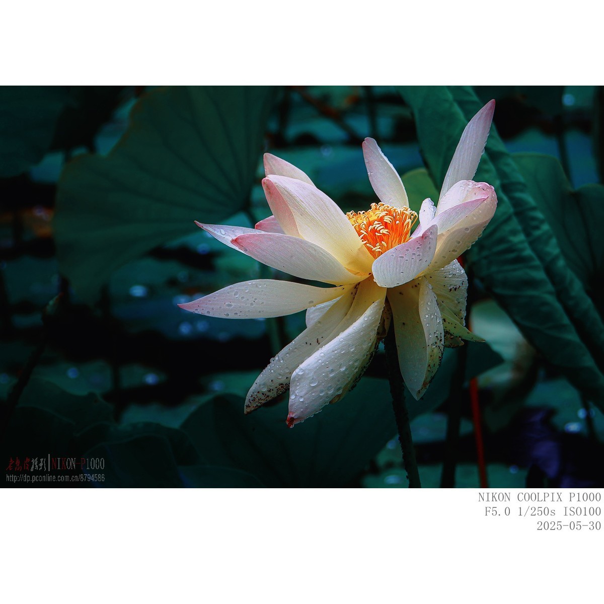 萱草、初荷、青蛙