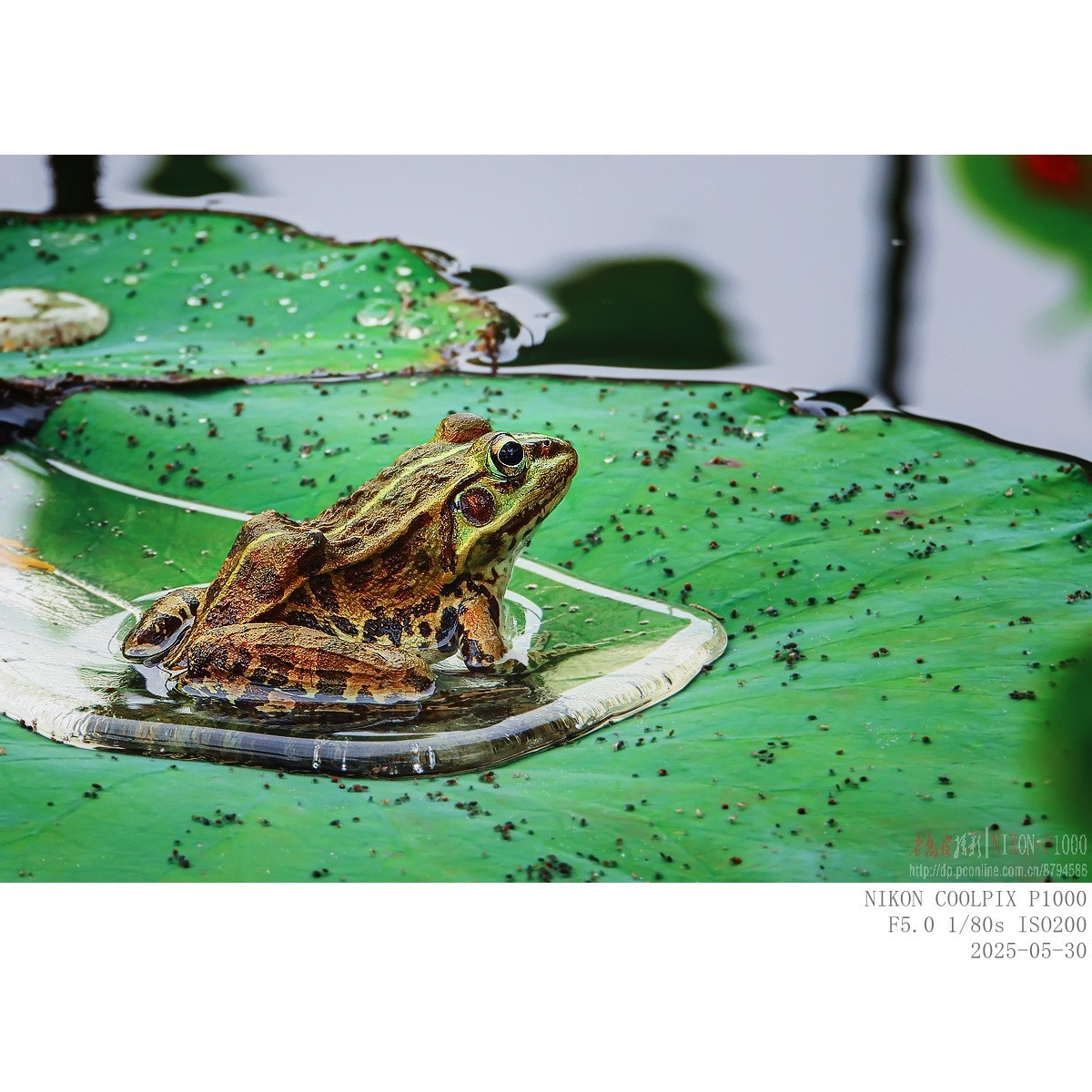 萱草、初荷、青蛙