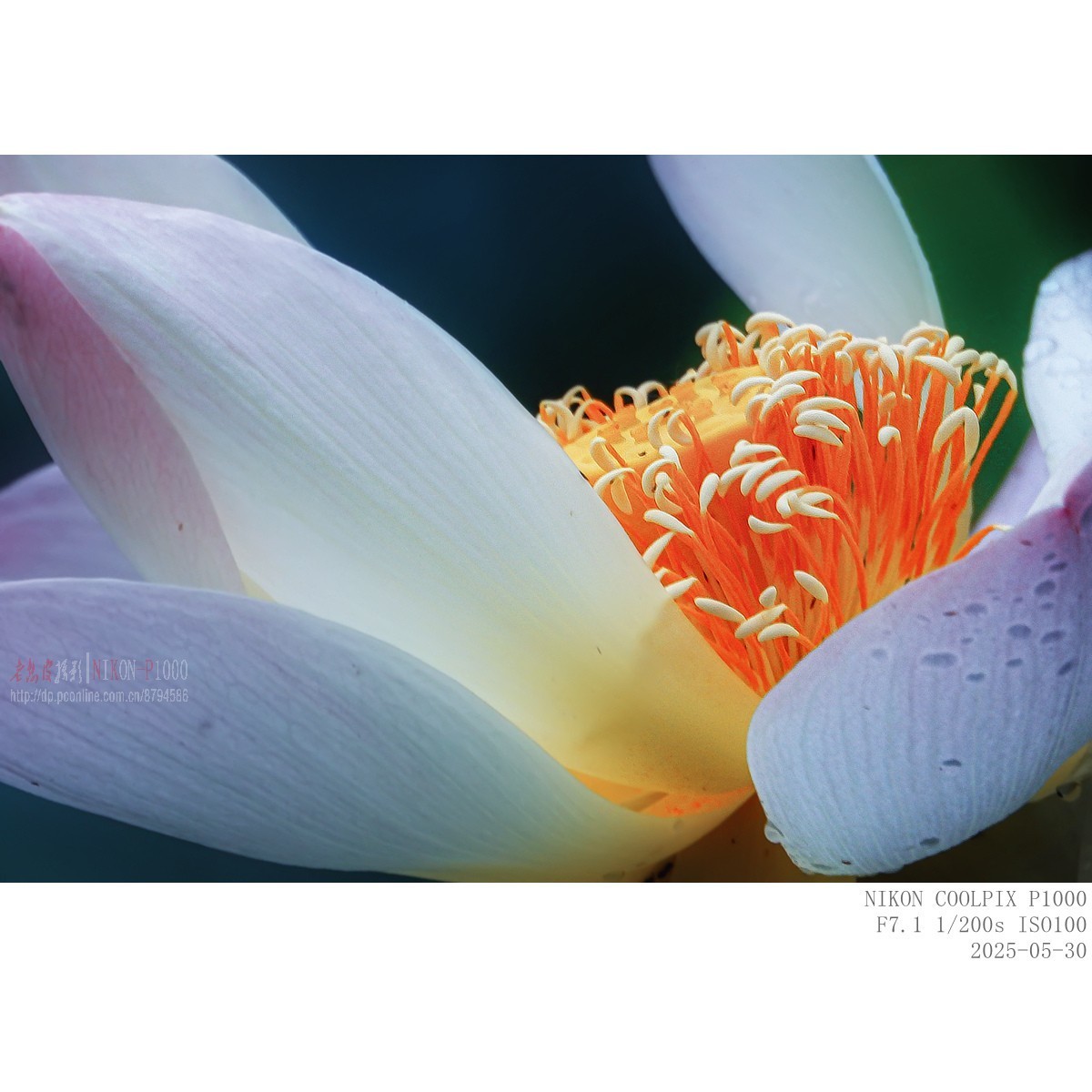 萱草、初荷、青蛙