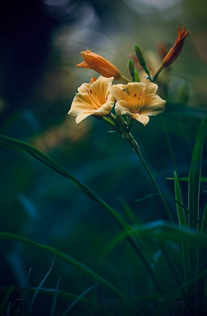 大花萱草2