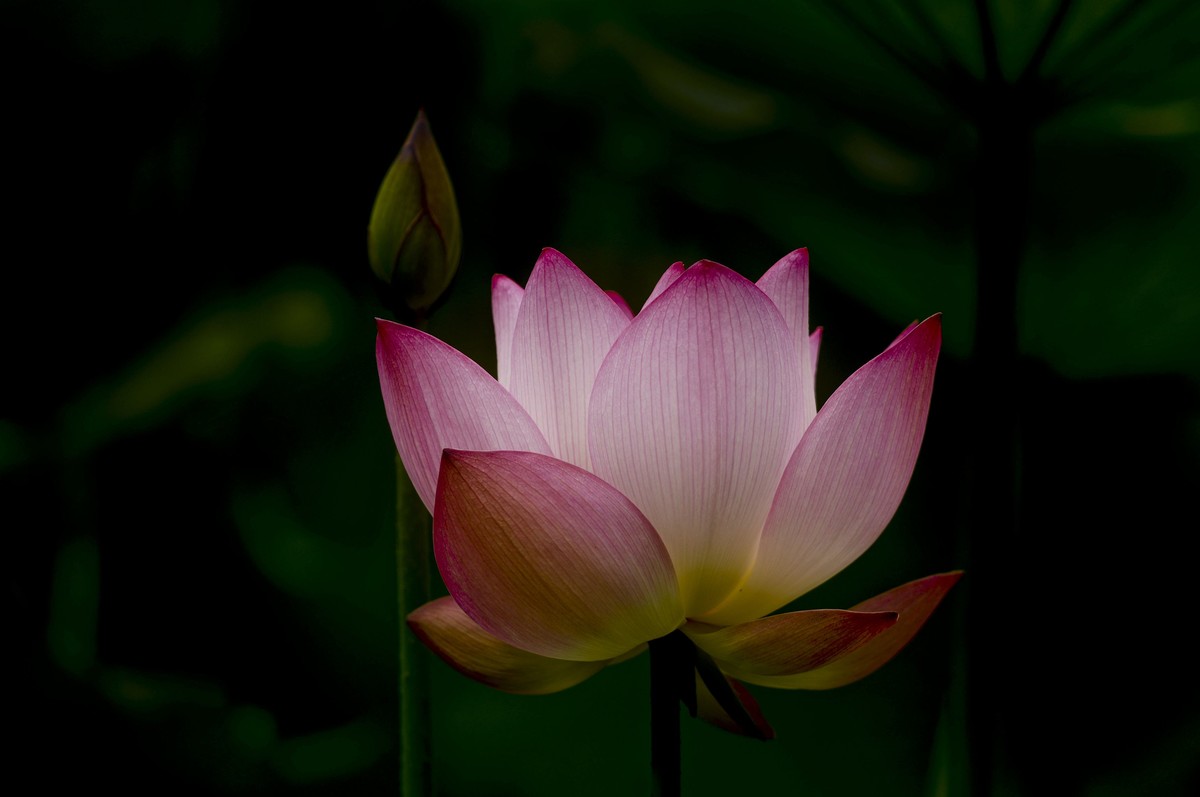 荷塘光影（三）