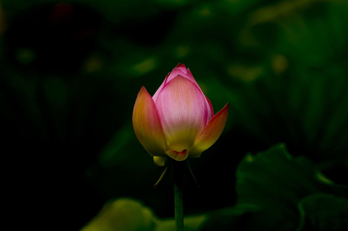 荷塘光影（三）