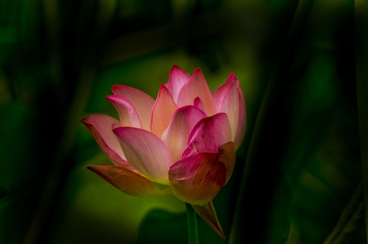 荷塘光影（三）