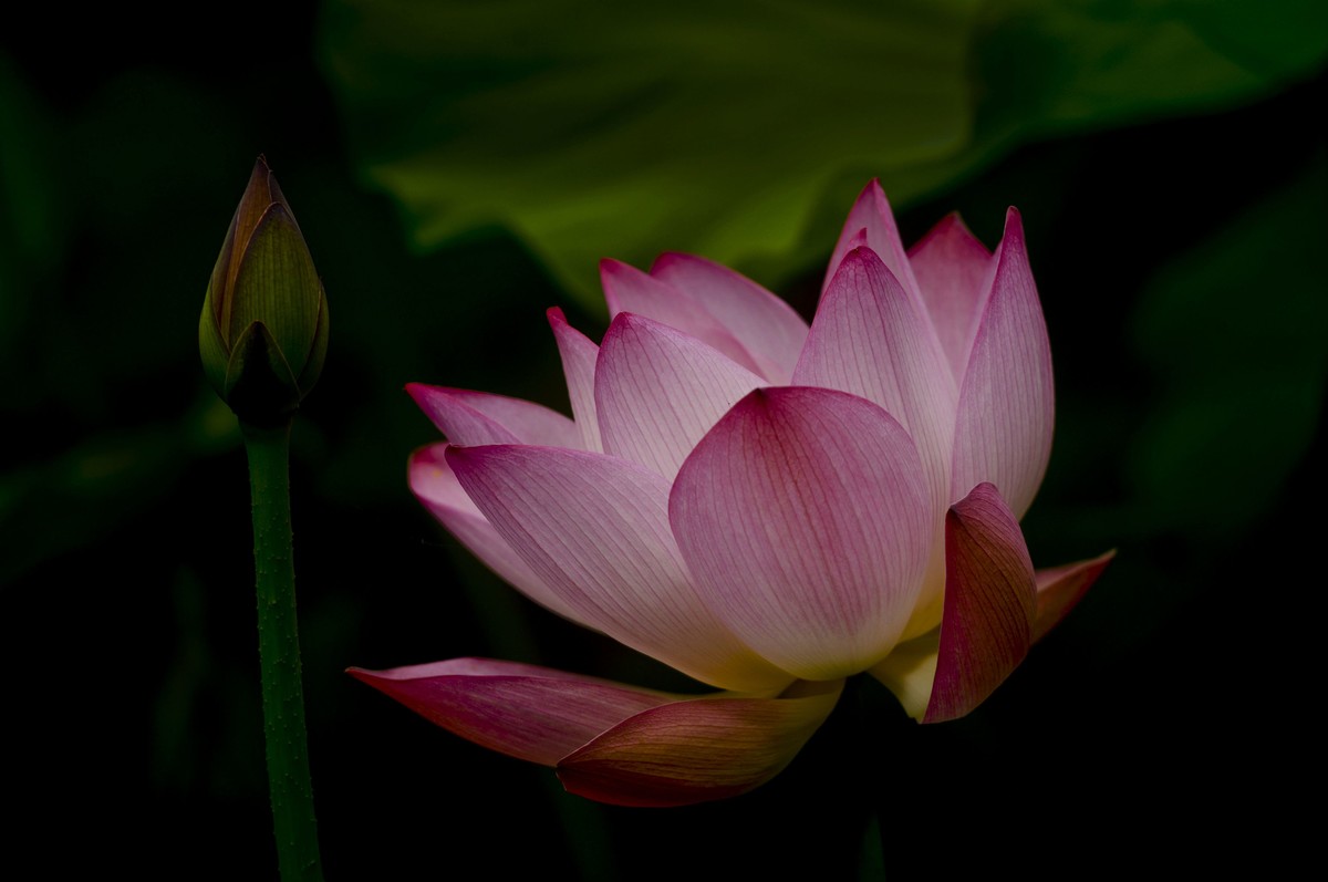 荷塘光影（三）