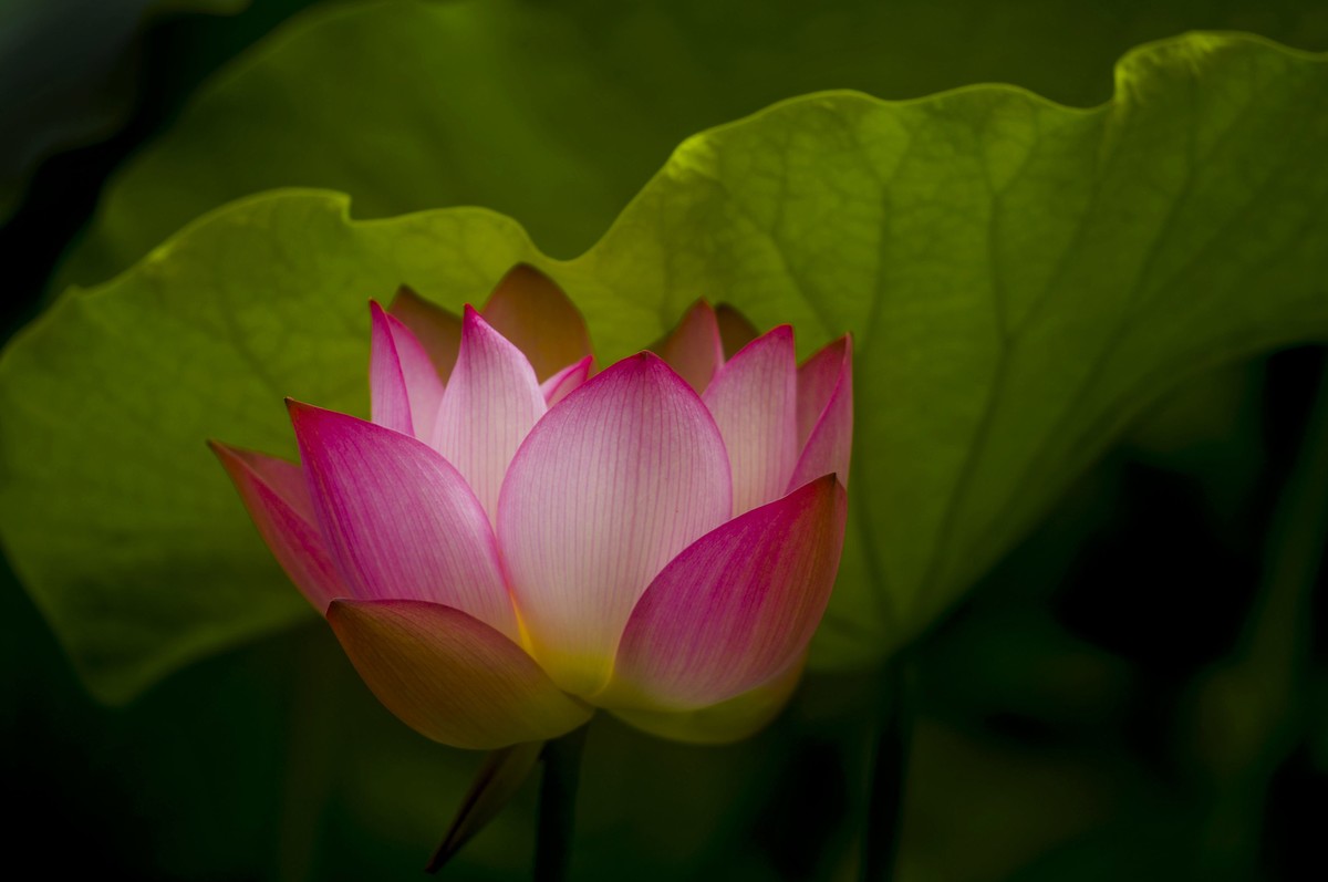 荷塘光影（三）