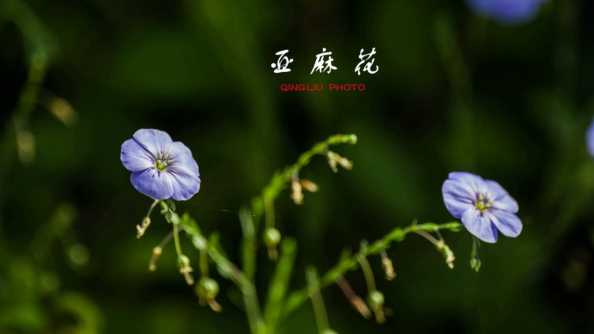 亚麻花和月季
