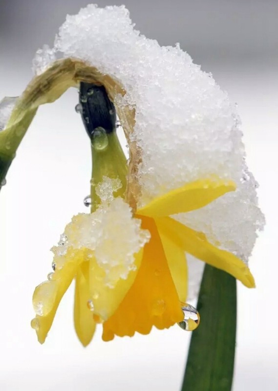 【不老松：学习篇】冰凌花(1)太热啦！给大夥降降暑！