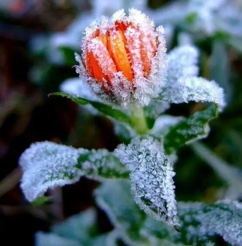 【不老松：学习篇】冰凌花(1)太热啦！给大夥降降暑！