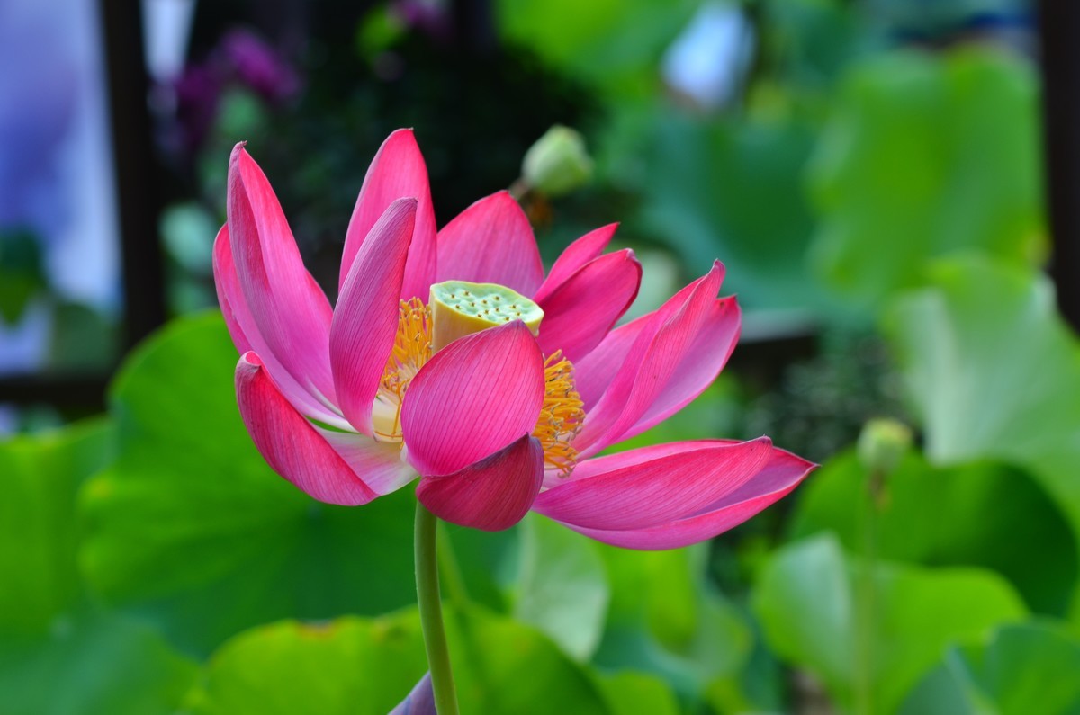 竹色溪下绿，荷花镜里香——李白