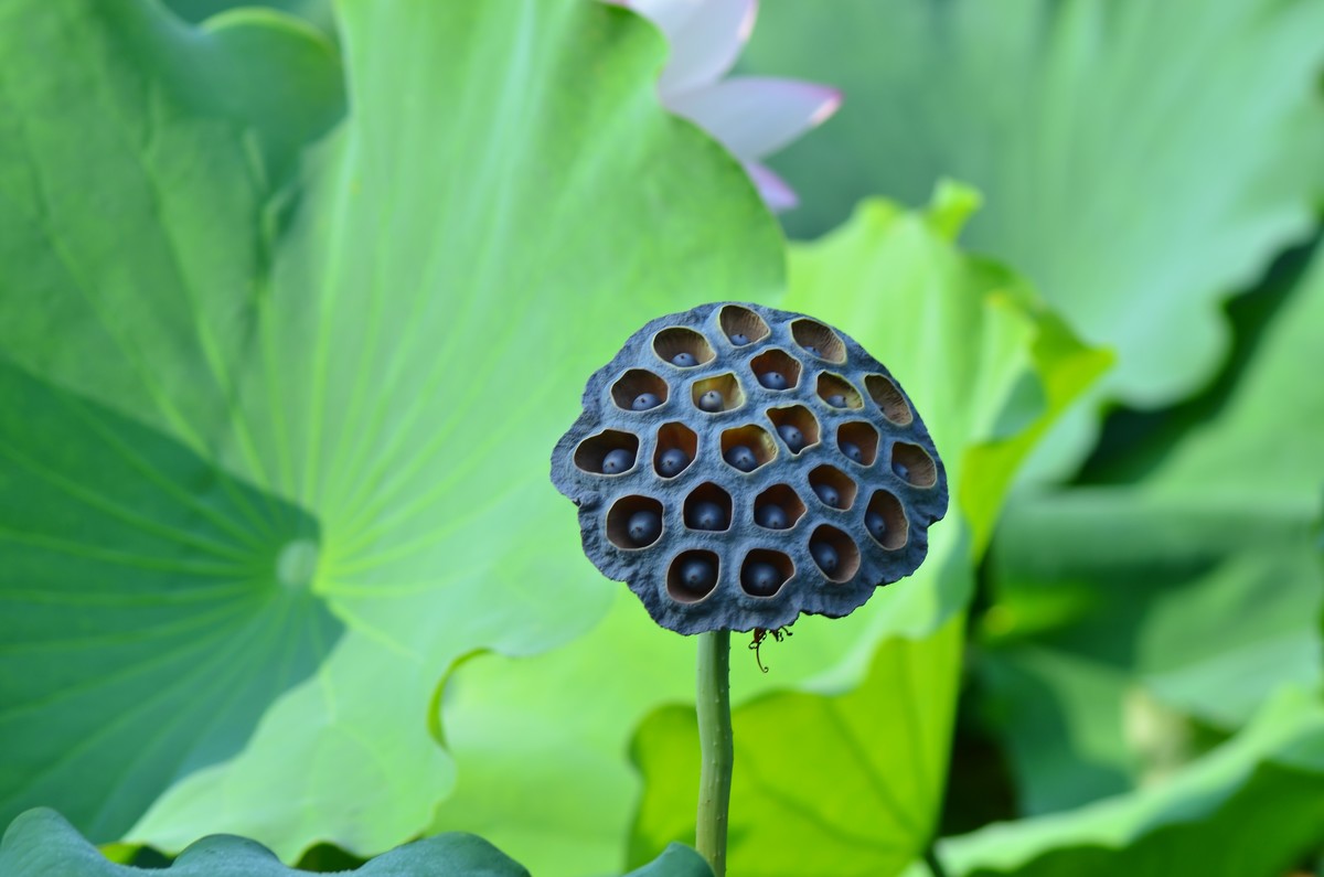 竹色溪下绿，荷花镜里香——李白