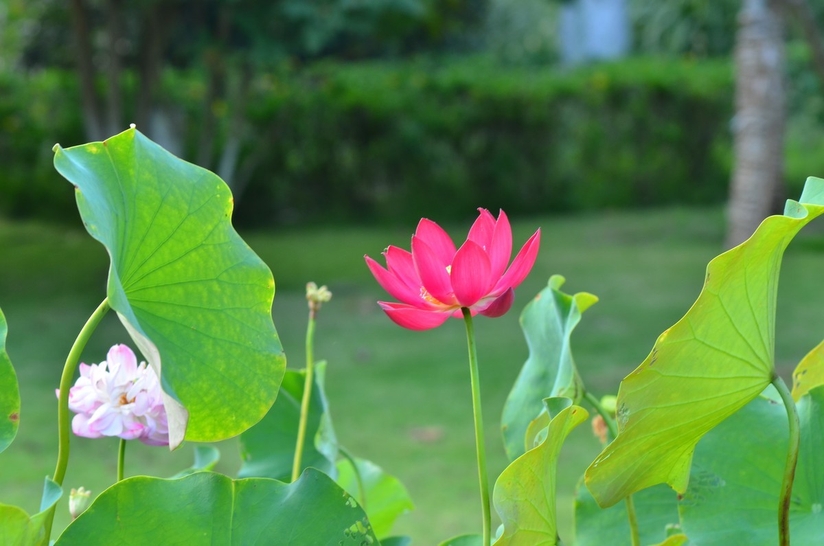 竹色溪下绿，荷花镜里香——李白