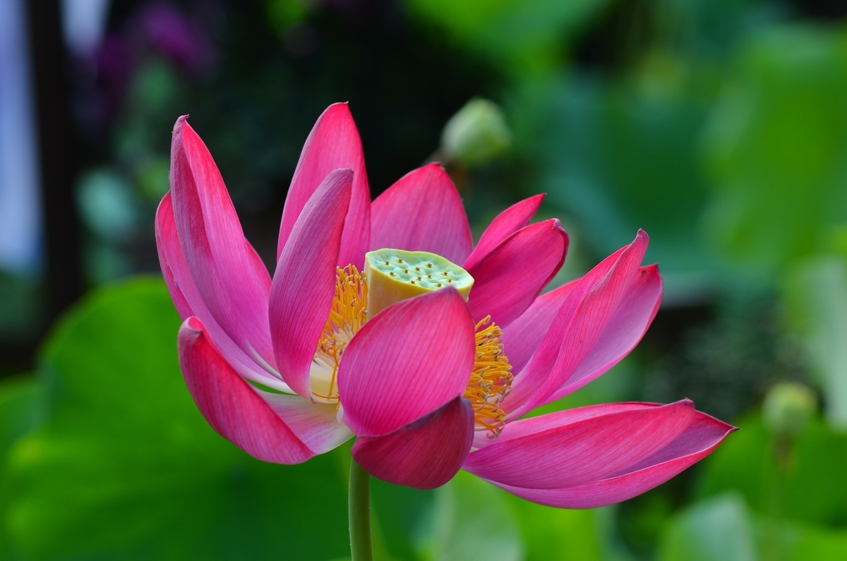 竹色溪下绿，荷花镜里香——李白