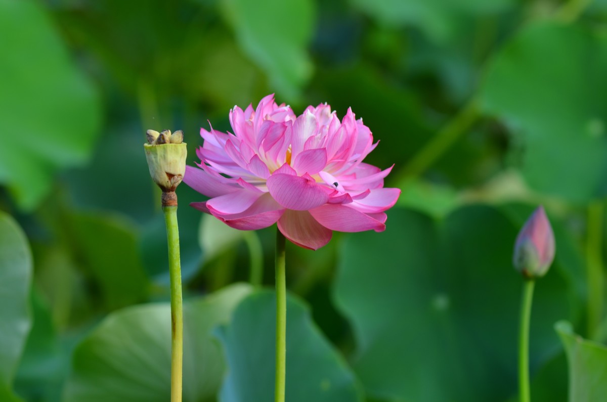 竹色溪下绿，荷花镜里香——李白