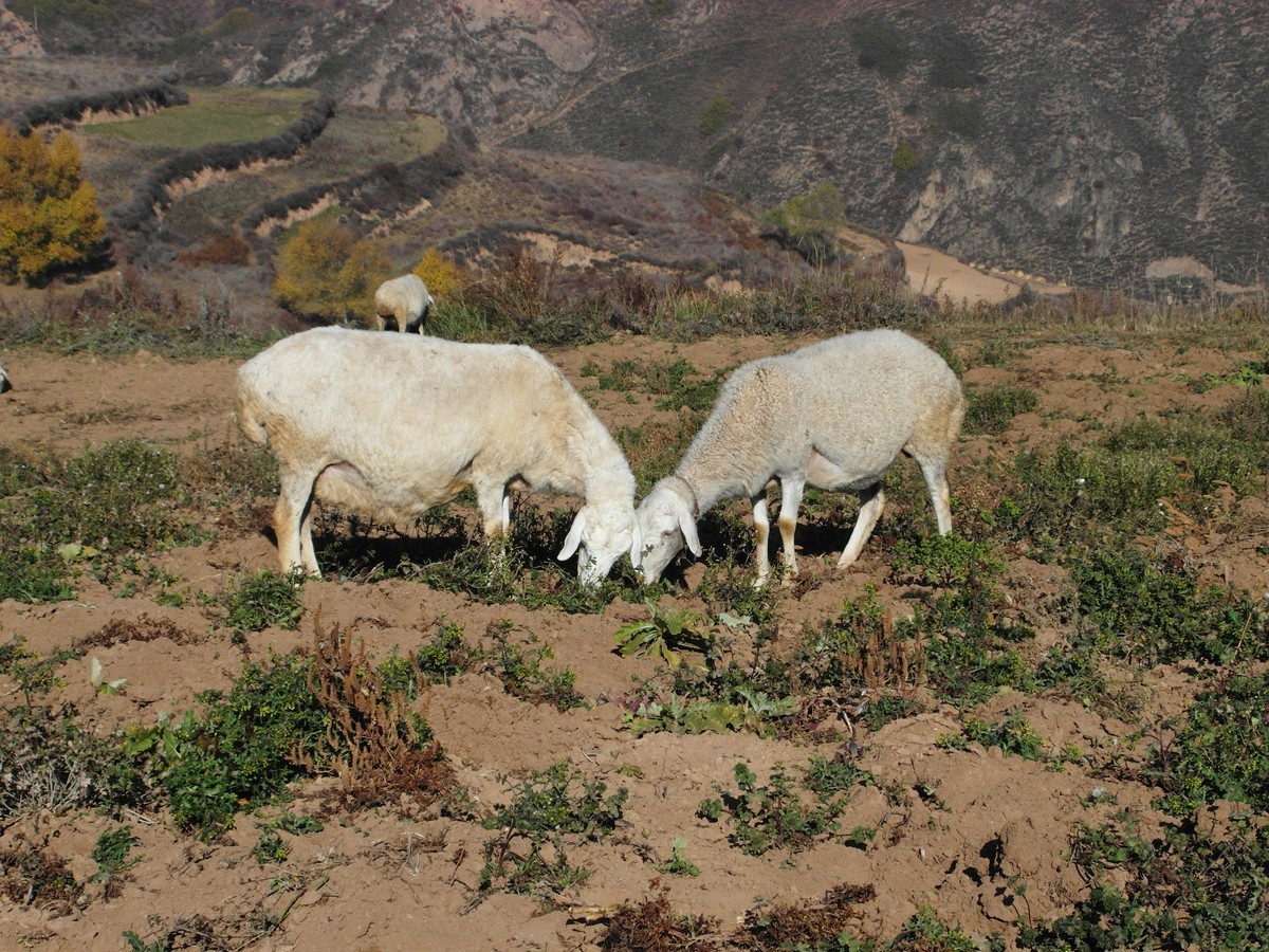 袅袅炊烟小小村落