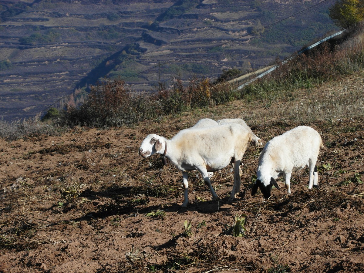 袅袅炊烟小小村落