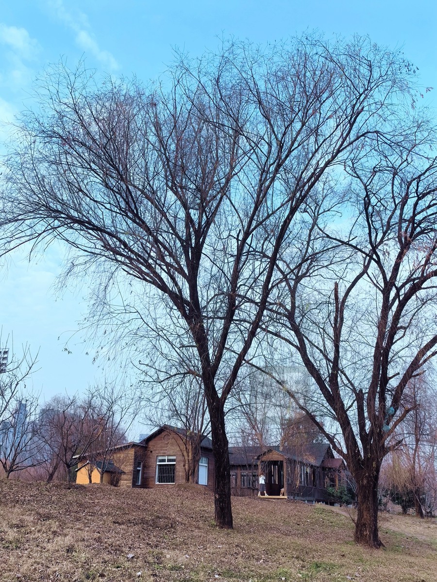 林中木屋*汉口江滩——武汉随笔