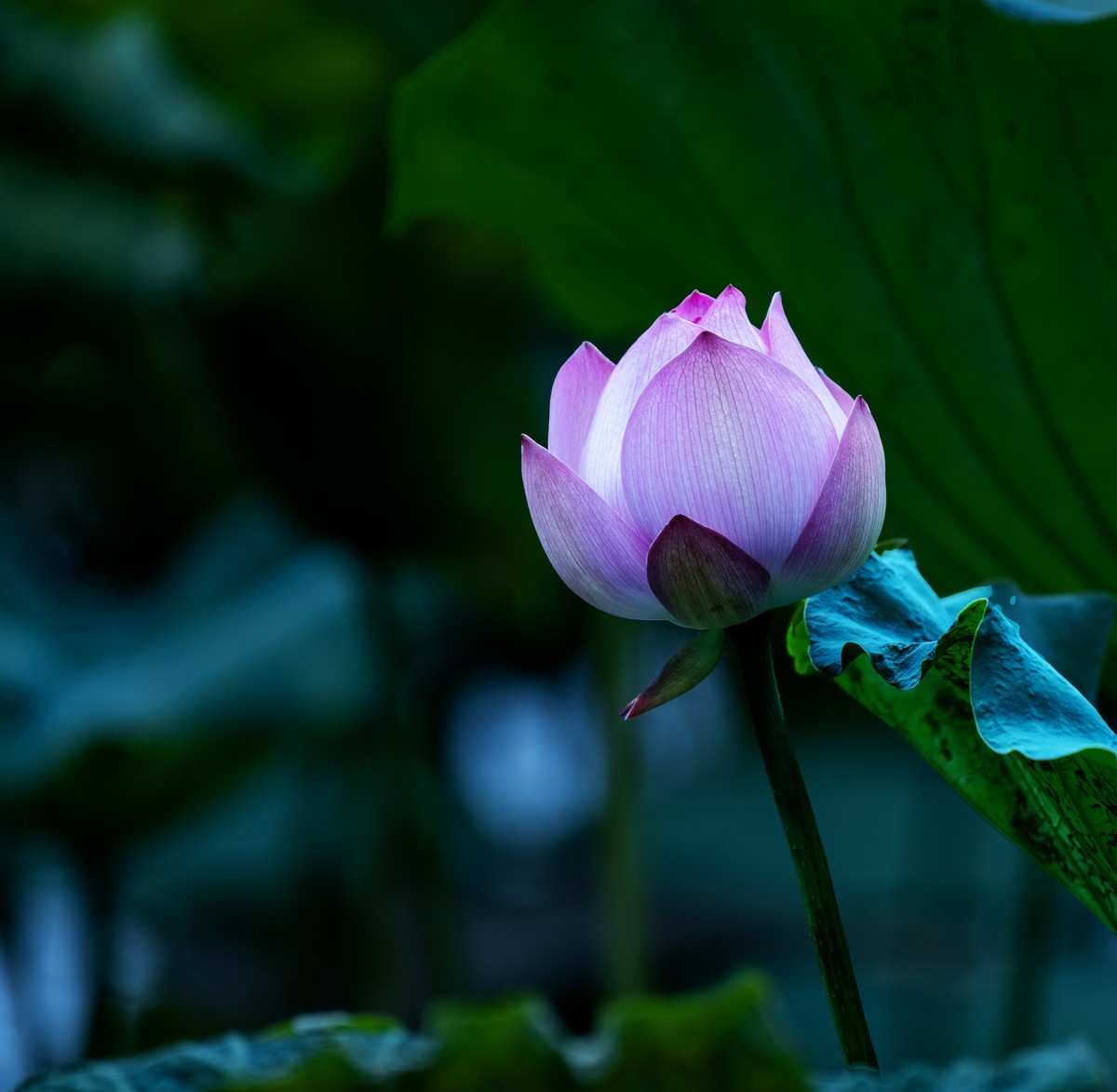 夏日之美荷